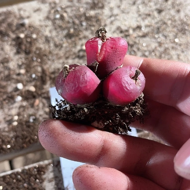 2610。 一颗三头，有伤。