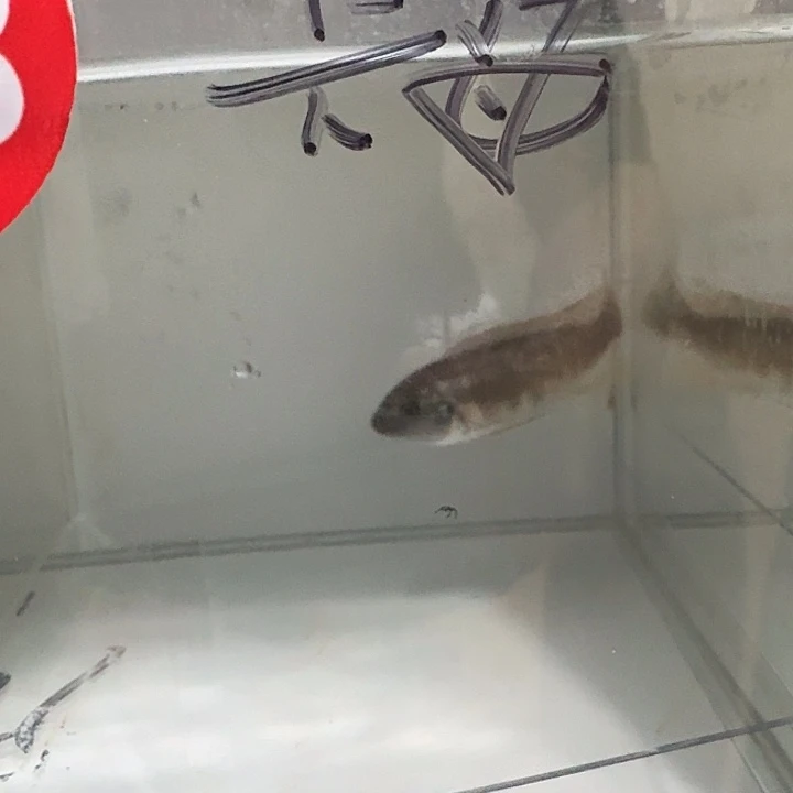 海水283号人工卡丑母鱼