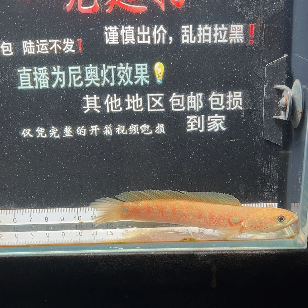 雷龙鱼七星雷龙七星雷龙