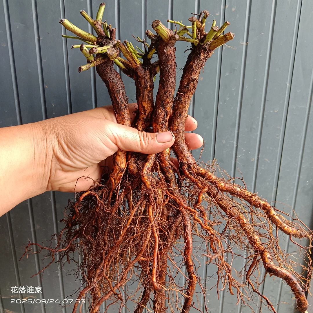 无刺蔷薇实生根，粗1.2到1.5cm，嫁接微型月季切花月季专用四颗长脖