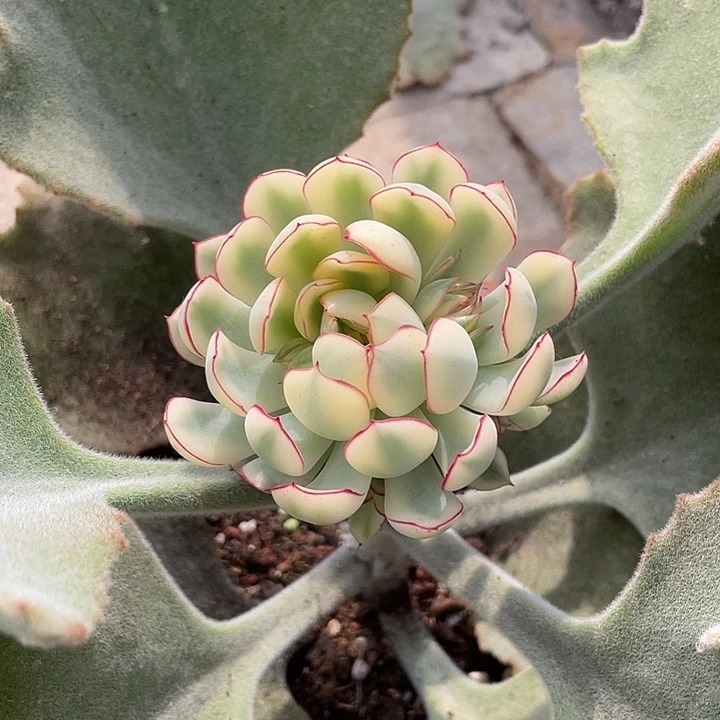 梦幻玫瑰锦一物一拍