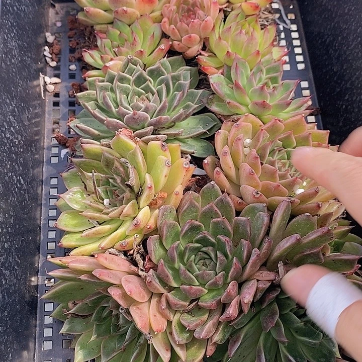 83 多肉植物盆栽花卉