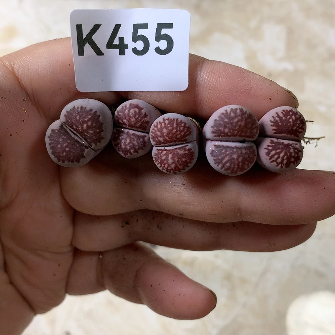 K455多肉植物保护