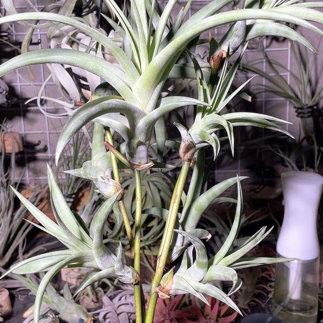 4棵总的10个头木柄