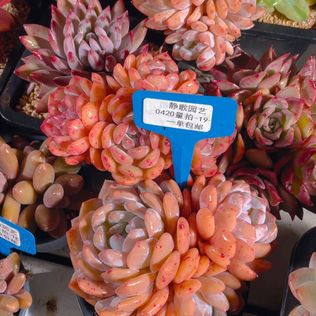 0420-19-韩版梦露老桩群生一颗