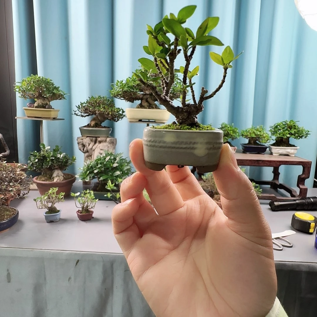 无花朵一手拖小品栀子花