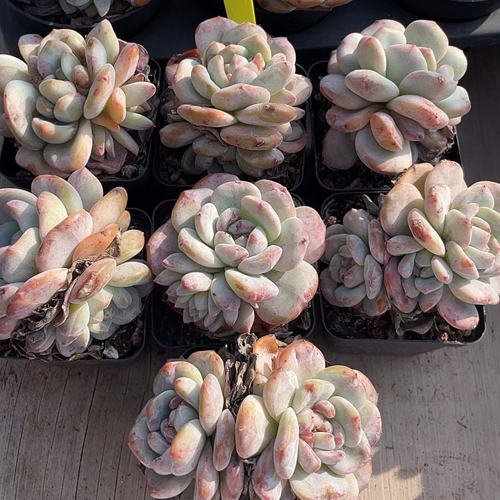 奶盖多肉植物老桩125