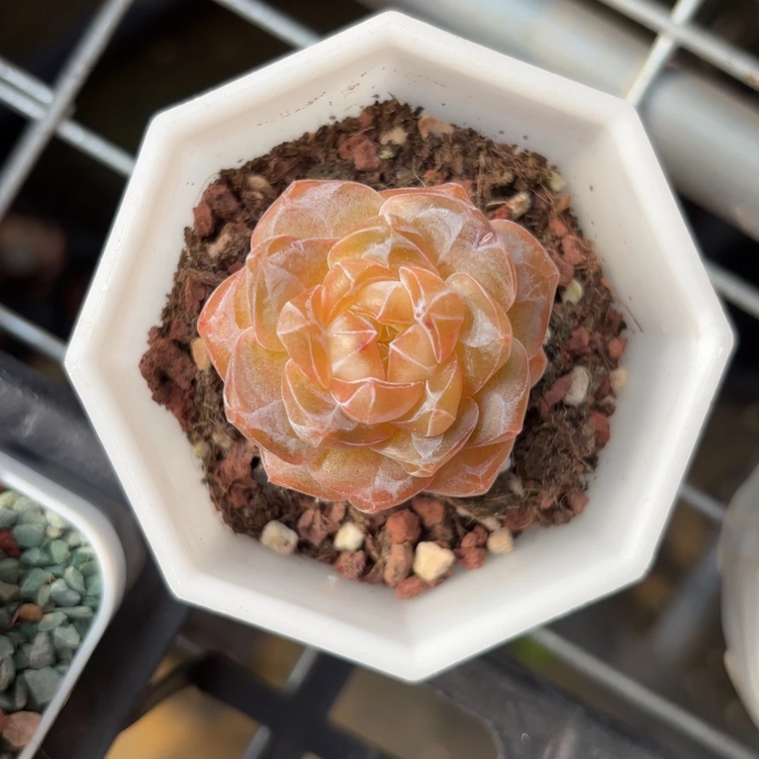 黄体糖心一物一拍