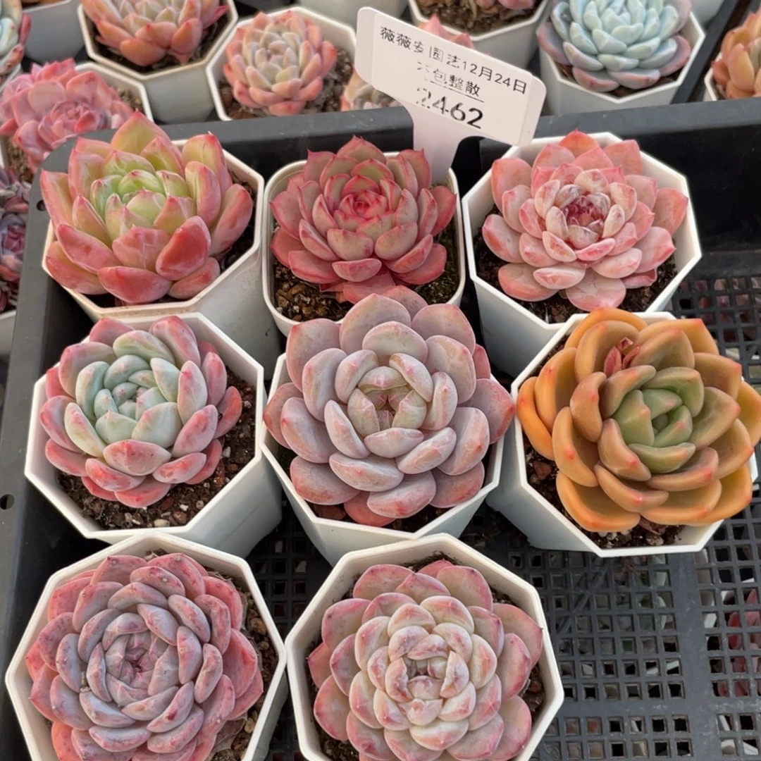 不包整散 盆子不售后2462