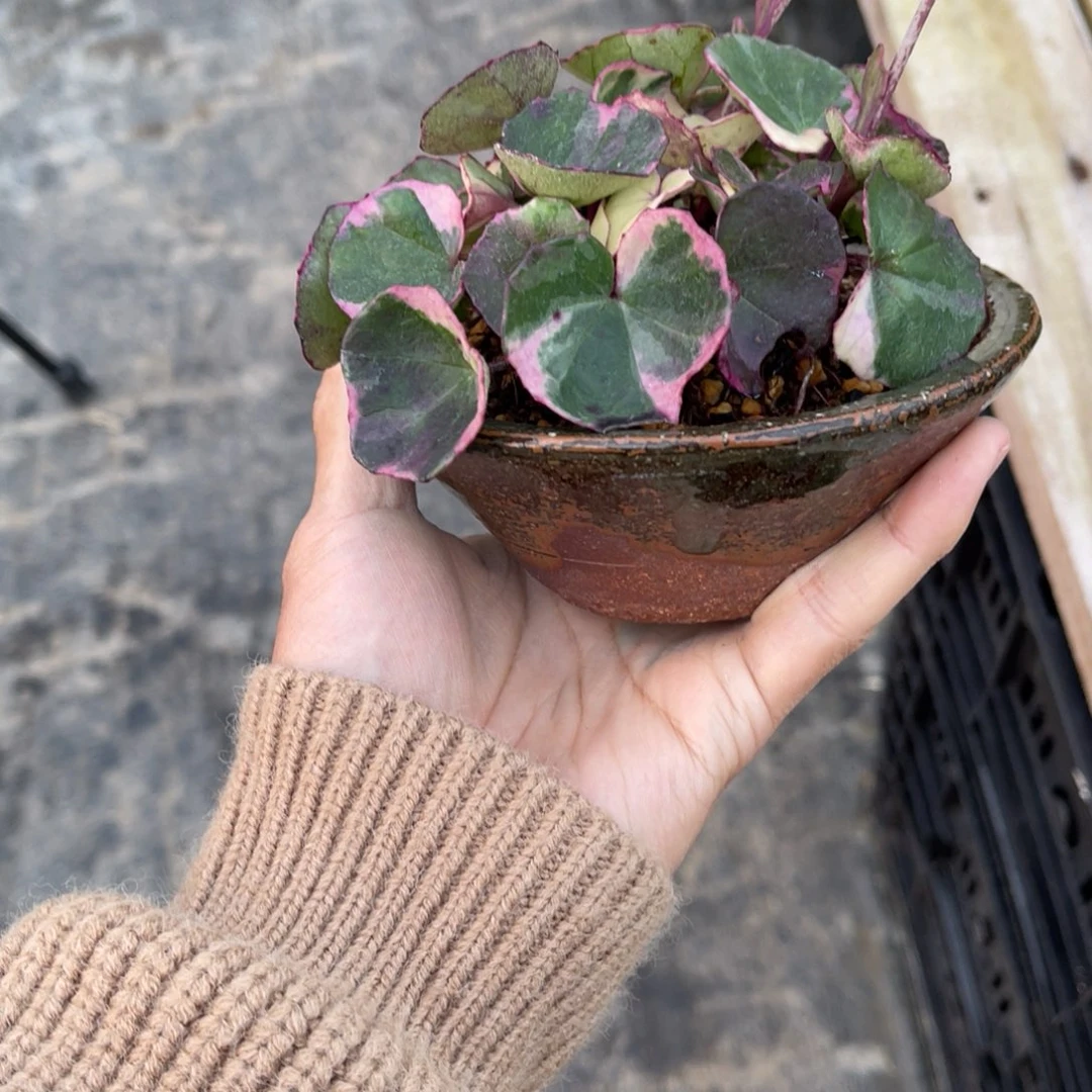 一***造完全开放盆栽盆栽植物