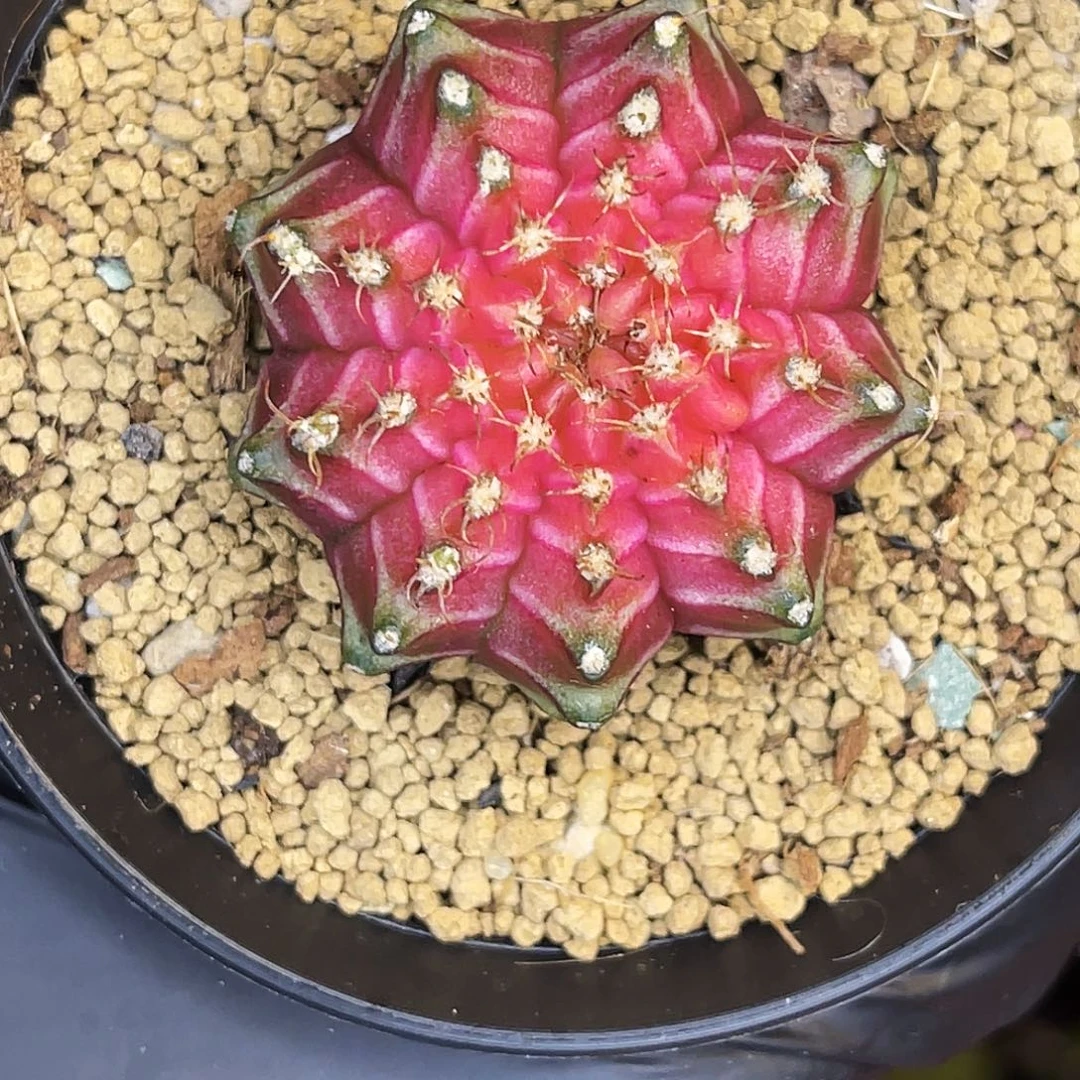 芭比粉轮回一物一拍 脱土