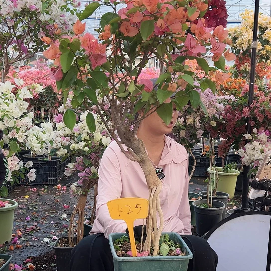 奇****大部分花苞少量开放K25波妹