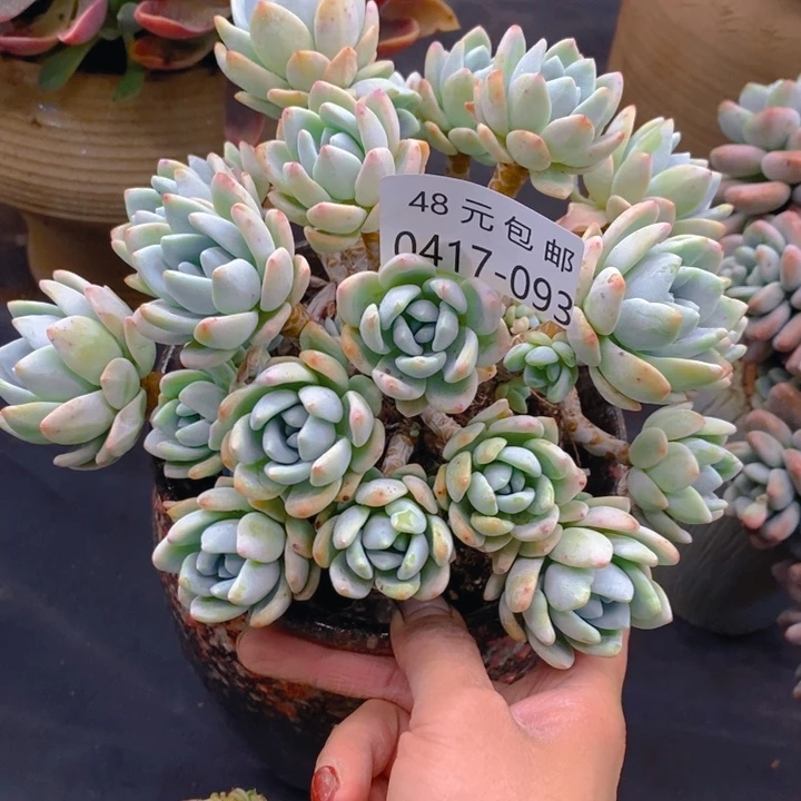 夏悦多肉0417-93冷香