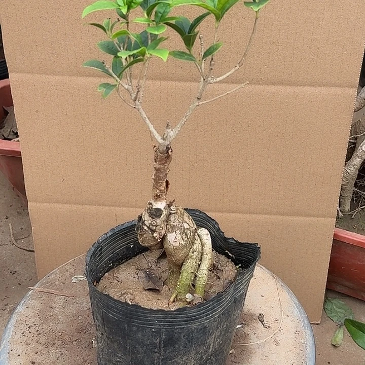 无花朵桂花开始开花了