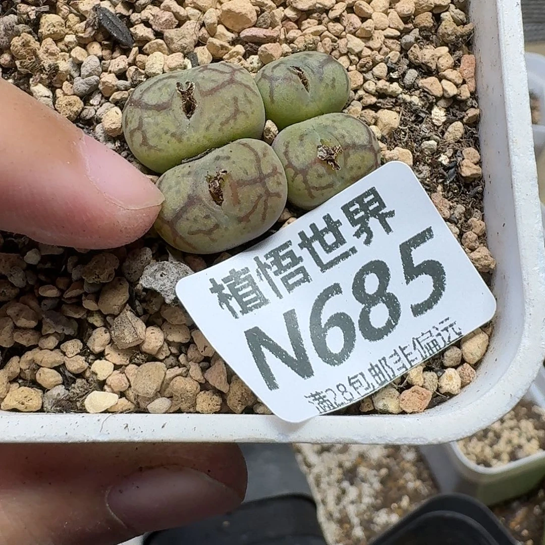 多肉植物的日子去fg