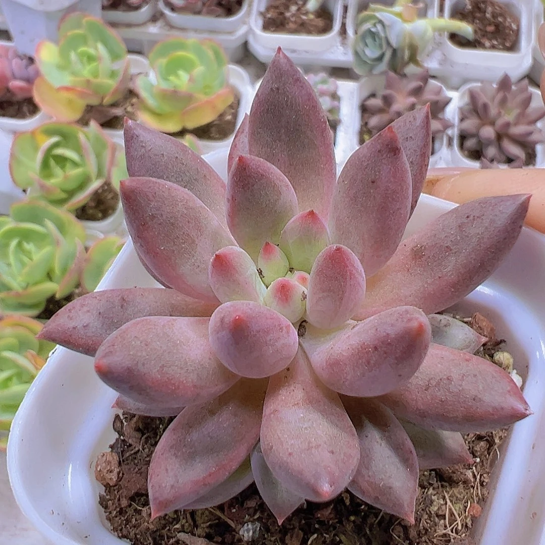 正版车厘子19包邮多肉植物