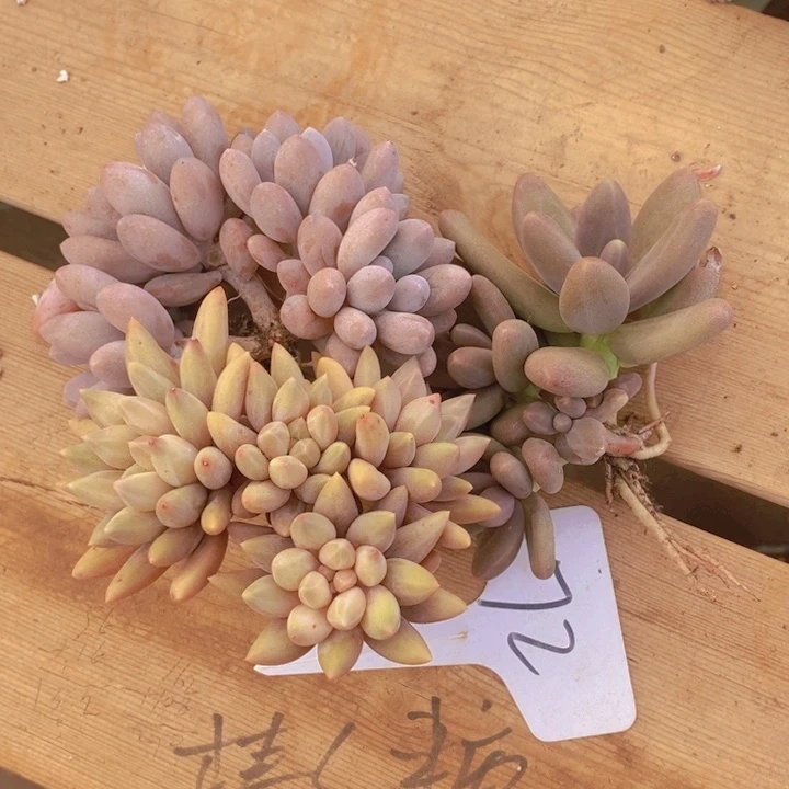 在家里面吃饭的吗