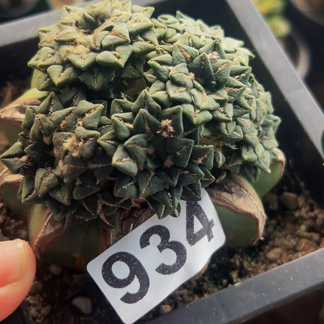 无花朵福利姬牡丹群934