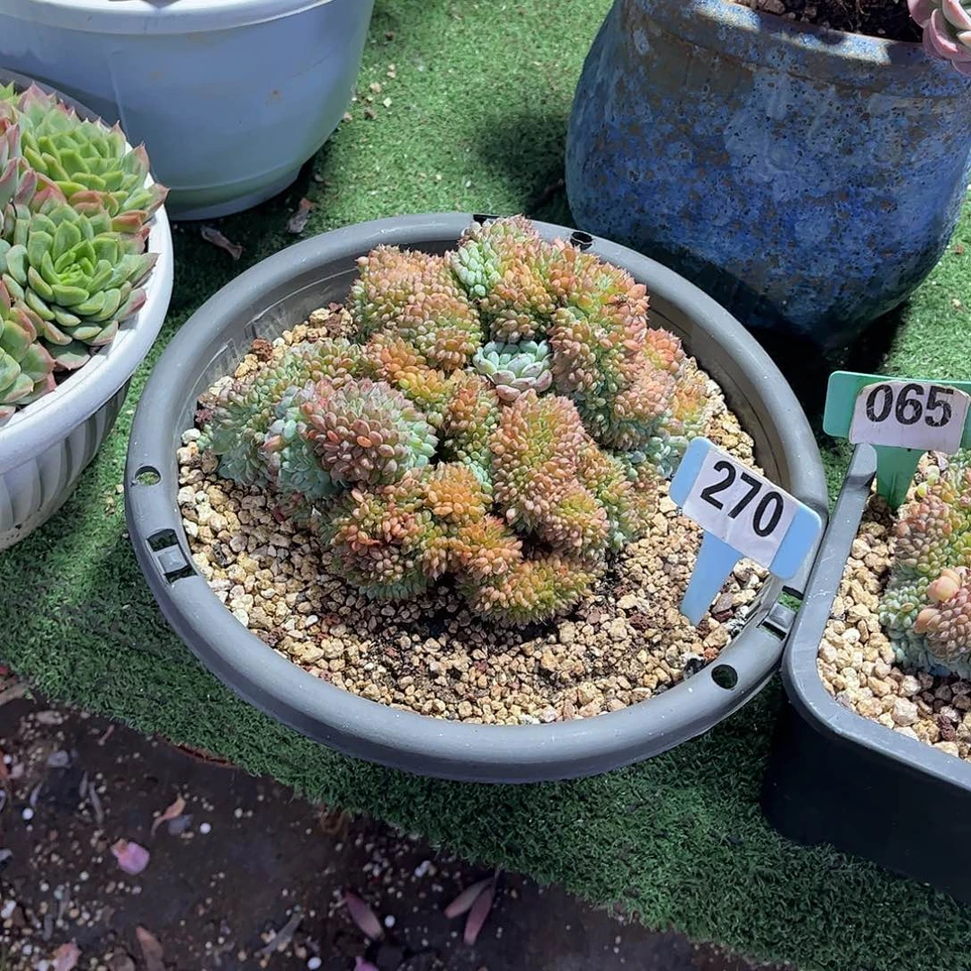 小***w白胖子多肉植物保护270