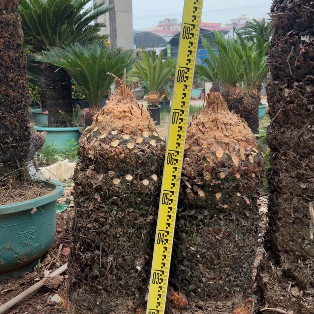 大部分花苞少量开放