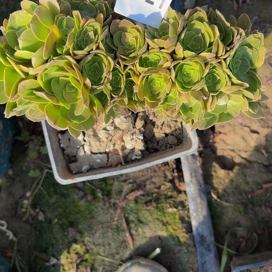 玫瑰缀化8-43-821偏远不包邮