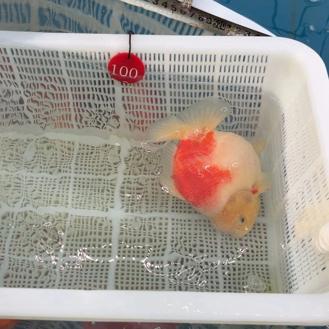 老****金鱼你好吗我好想