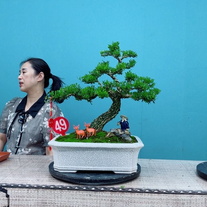 丹***室无花朵广东雀舌黄杨盆景