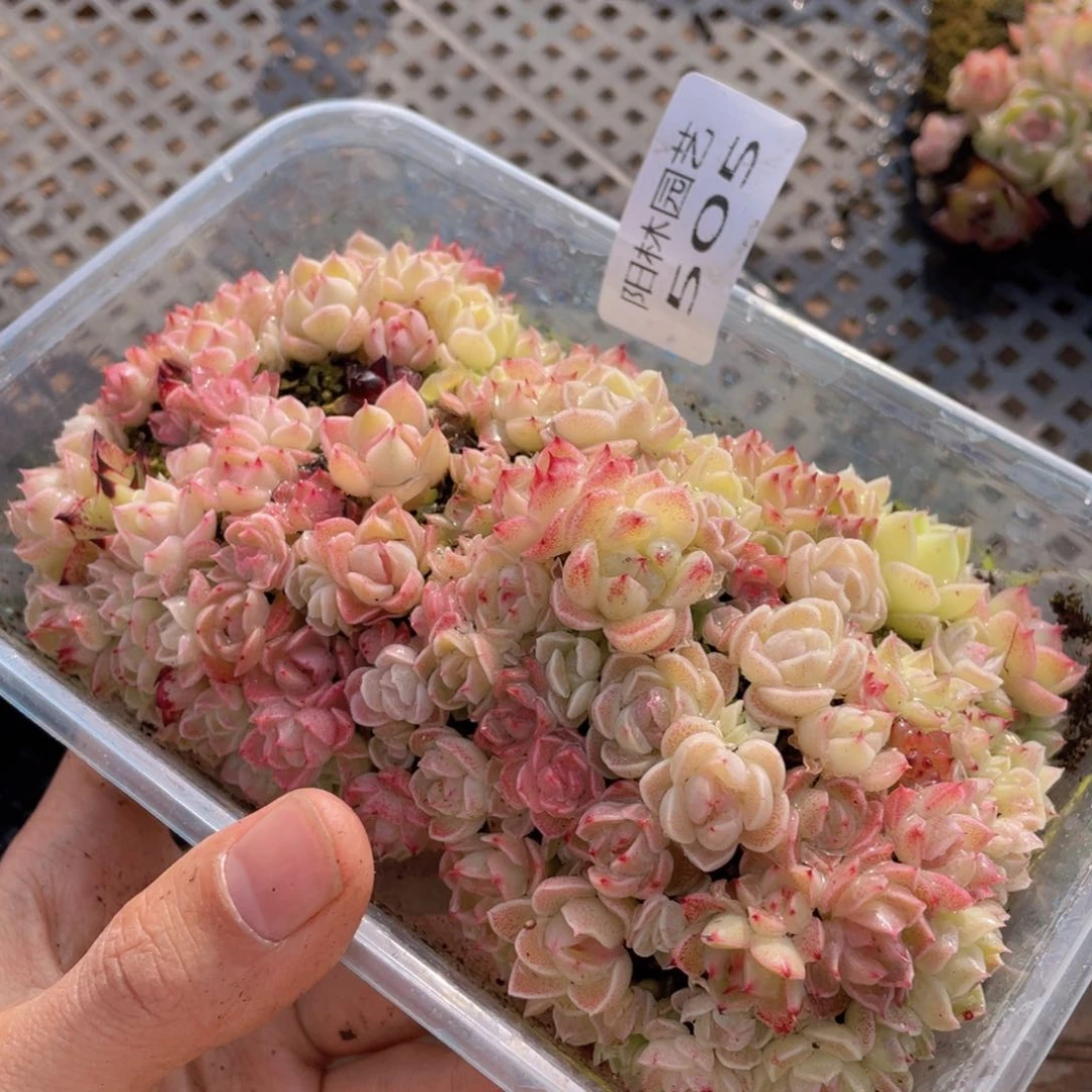 多肉植物多肉植物505