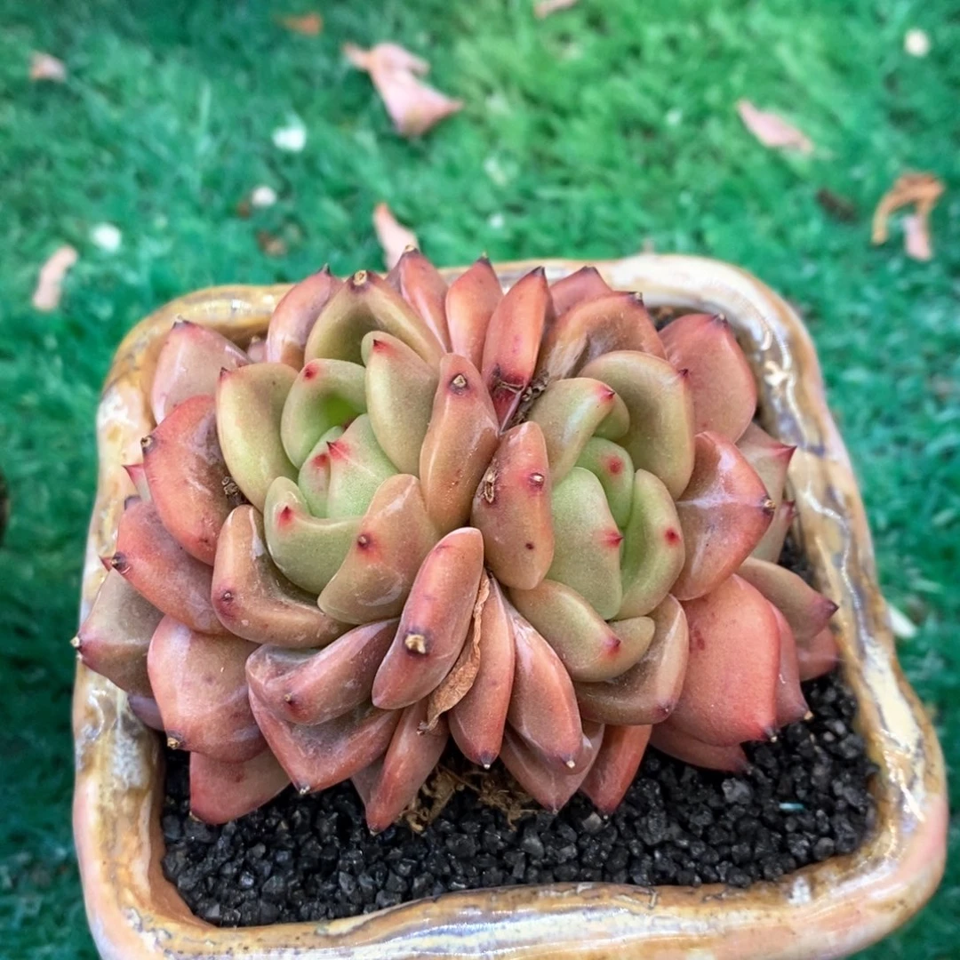 香槟朵朵多肉植物盆栽