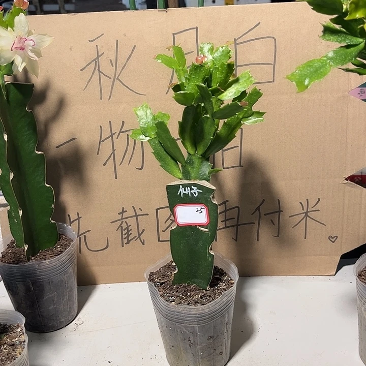杨***依当前无花朵，栽培后可花朵仙子