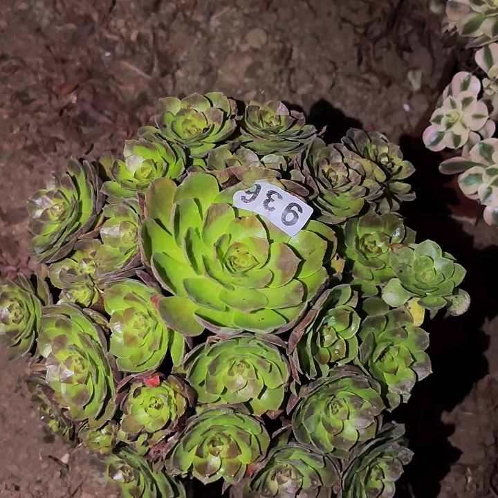 936桃花石多肉植物不售后