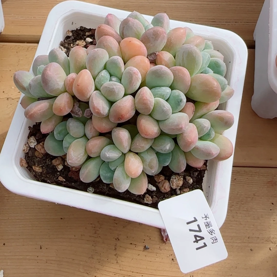 l***i香玉无砍，1741多肉植物