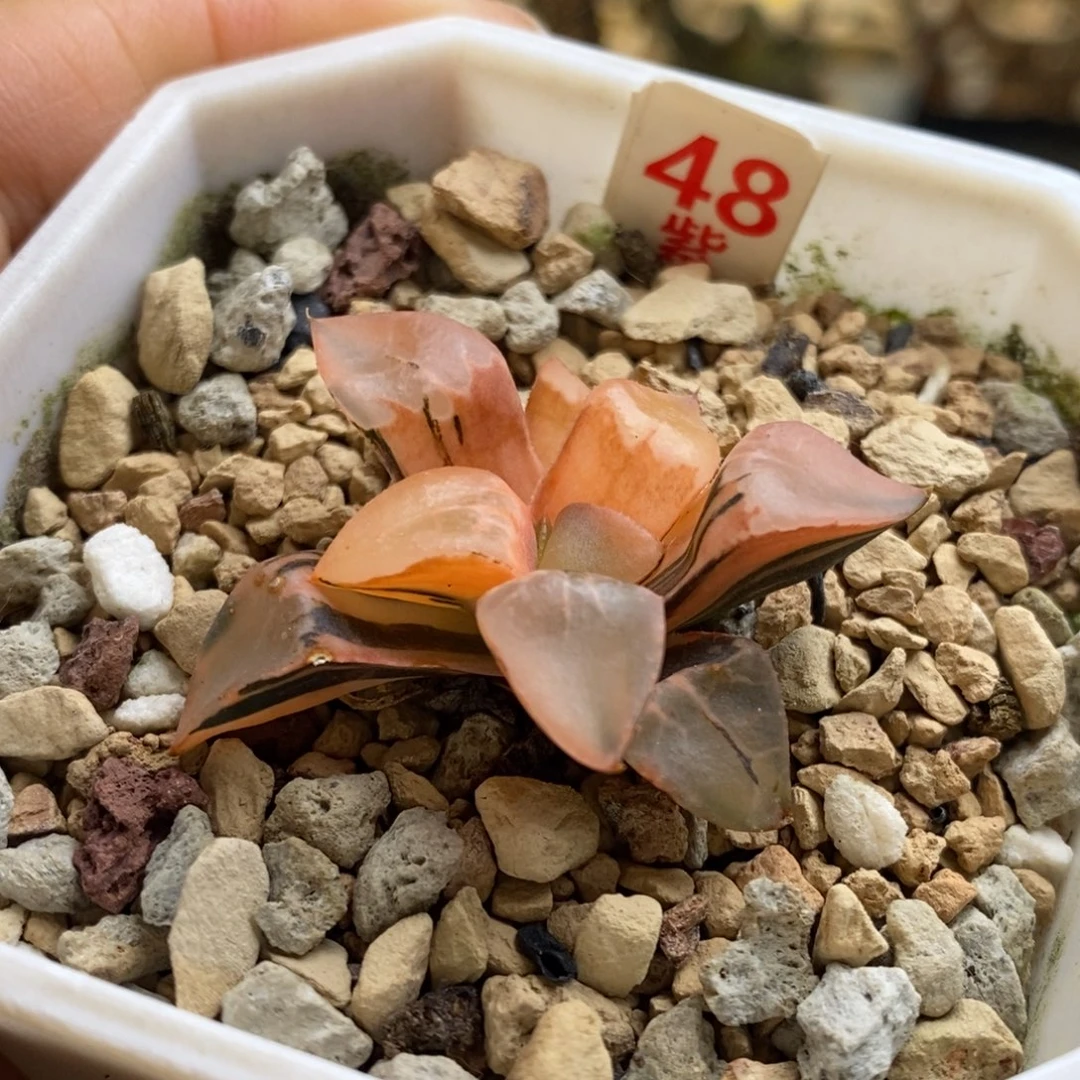 48号火凤凰克锦多肉