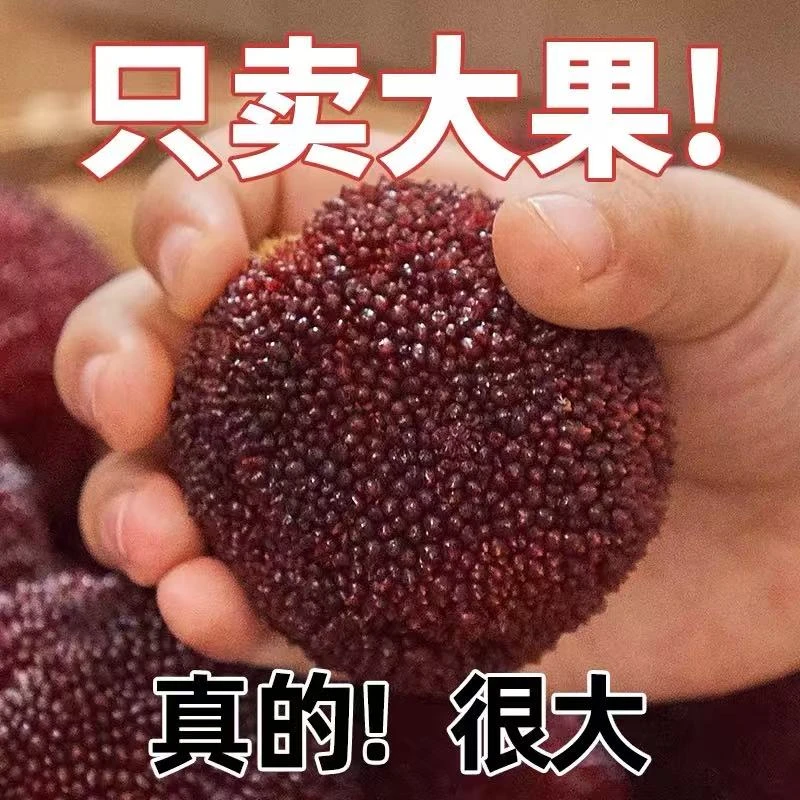 11A【东魁】仙居东魁杨梅孕妇水果新鲜采摘现发冷链坏果包赔酸甜新鲜杨梅浙江省