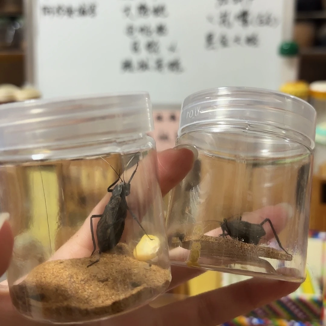 两条断须尾人工电报蛉