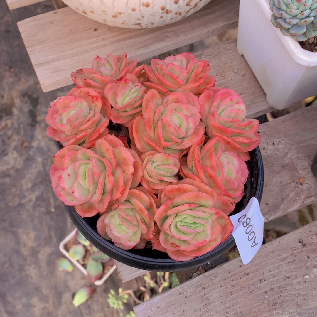 王***焮闪购多肉1棵a0080袋盆土