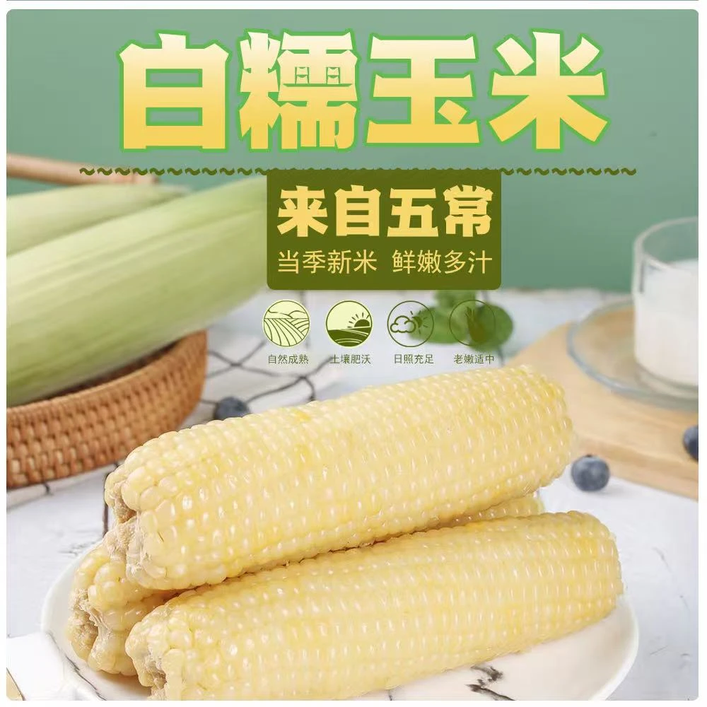 25年东北低脂白糯玉米香甜软糯8根by