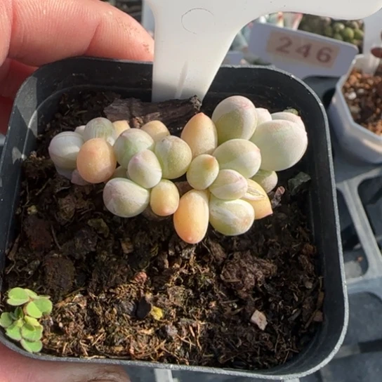 295苹果奶一物一拍多肉