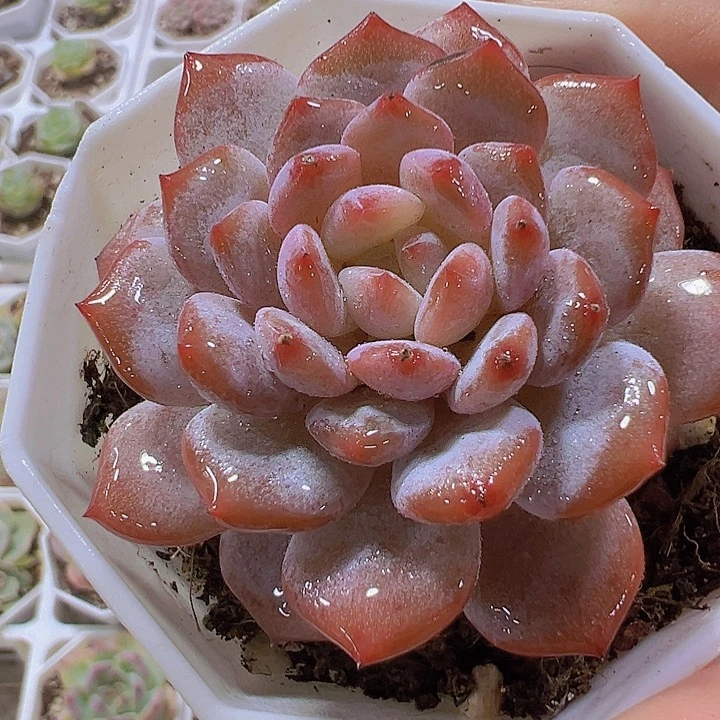 玉芙蓉19包邮多肉植物