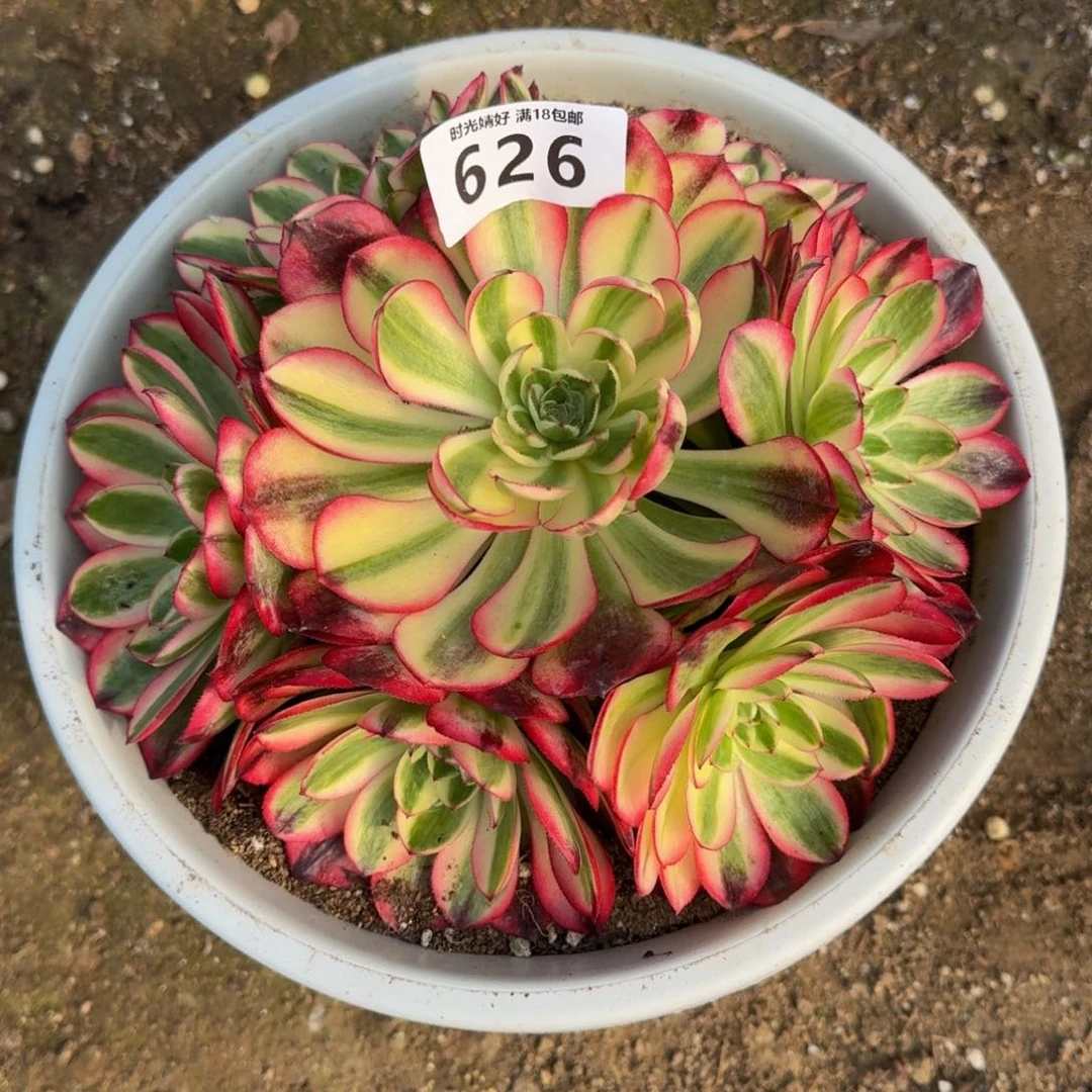 626红荔枝。多肉植物