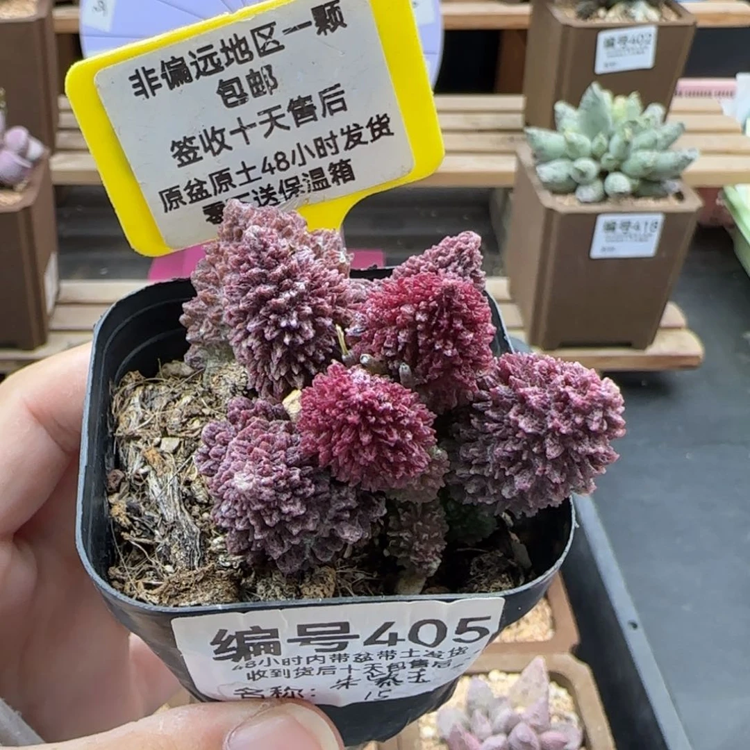 405朱紫玉多肉植物