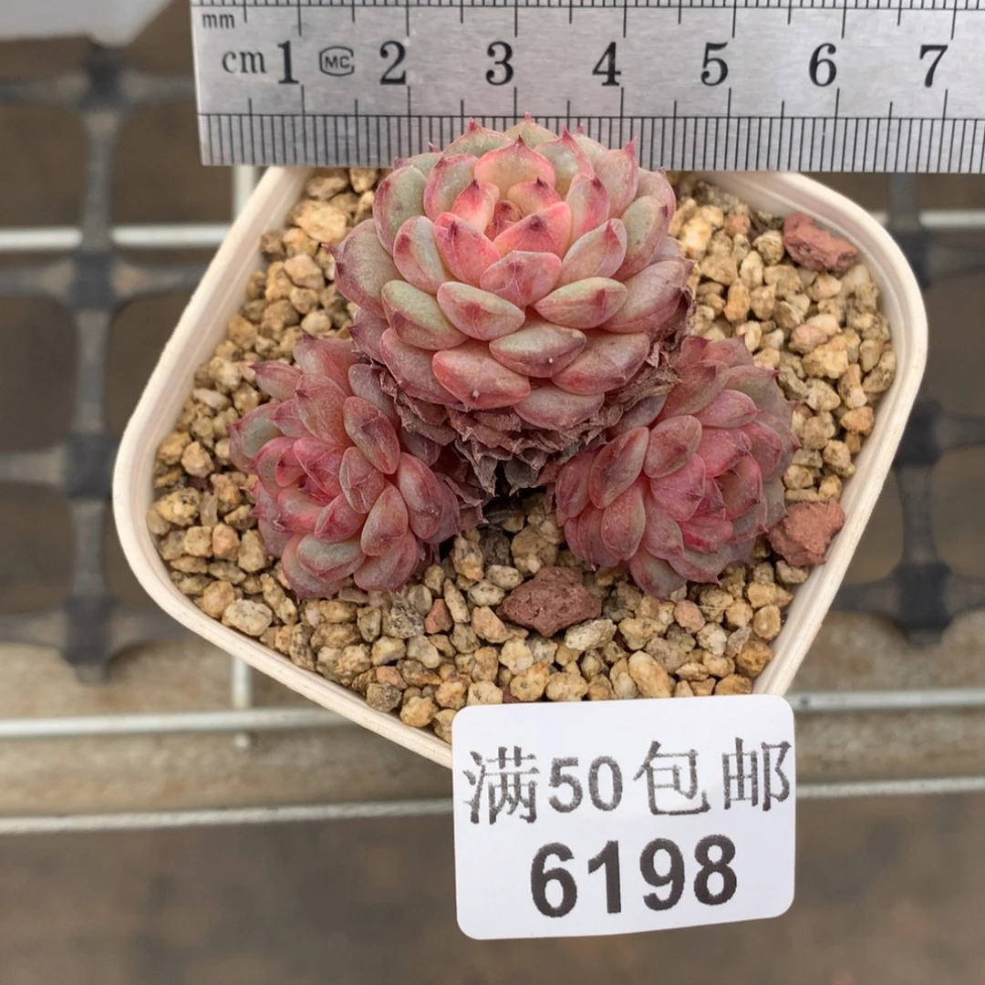 6198三头哈尼冠服5.5