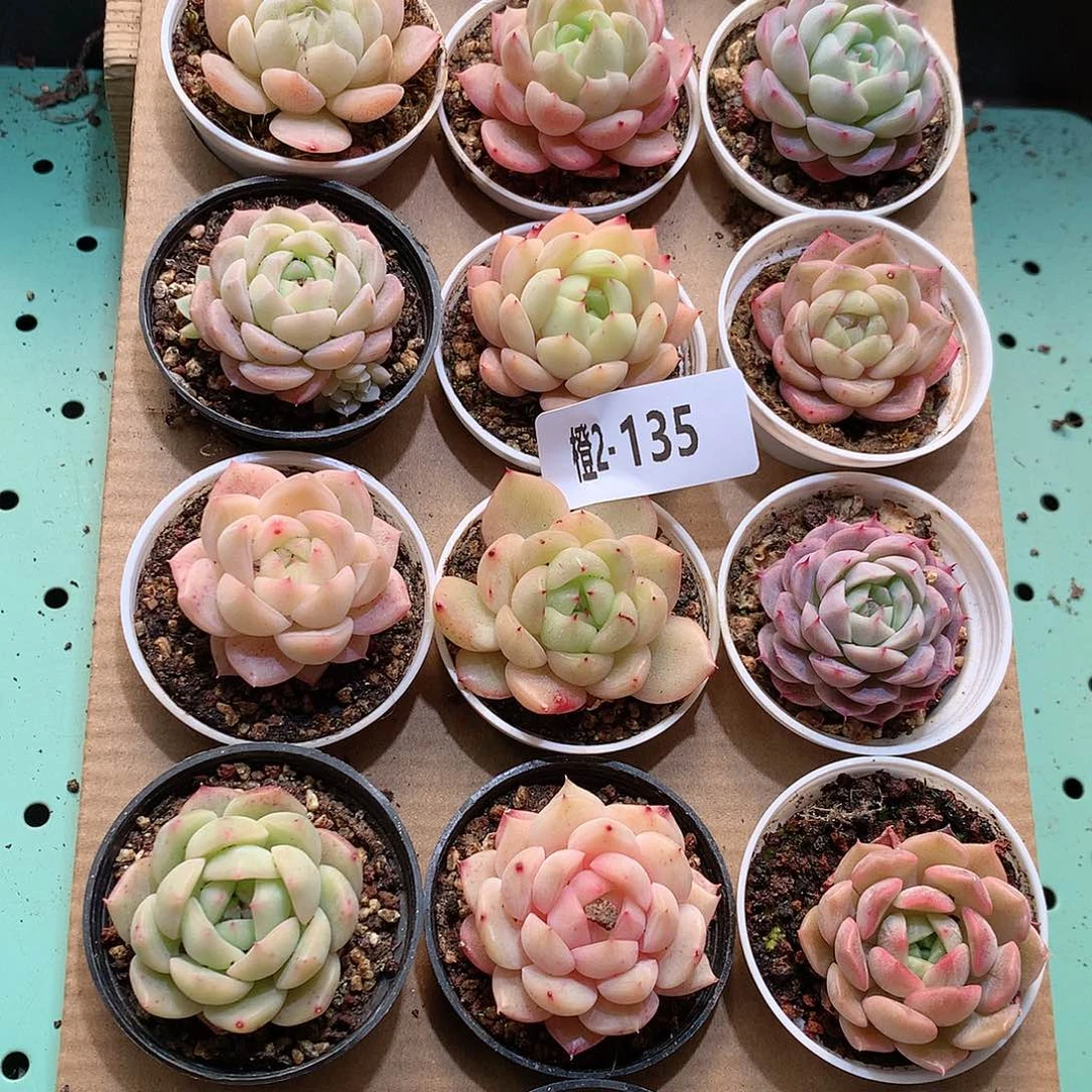 2-135一物一拍带盆18颗