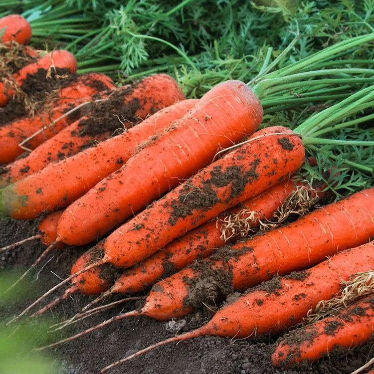 九寸红胡萝卜种子农家甜樱桃水果种籽夏秋季庭院种植蔬菜种子