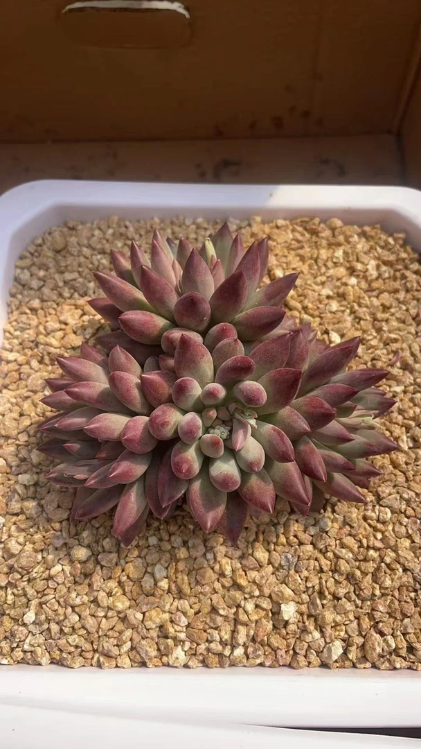 多肉植物虞美人整装群生新手好养颜色鲜艳一物一拍专拍链接