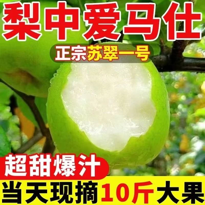 苏翠1号梨 爆汁新品种 汁多味甜 酥脆无渣 新鲜采摘自然成熟