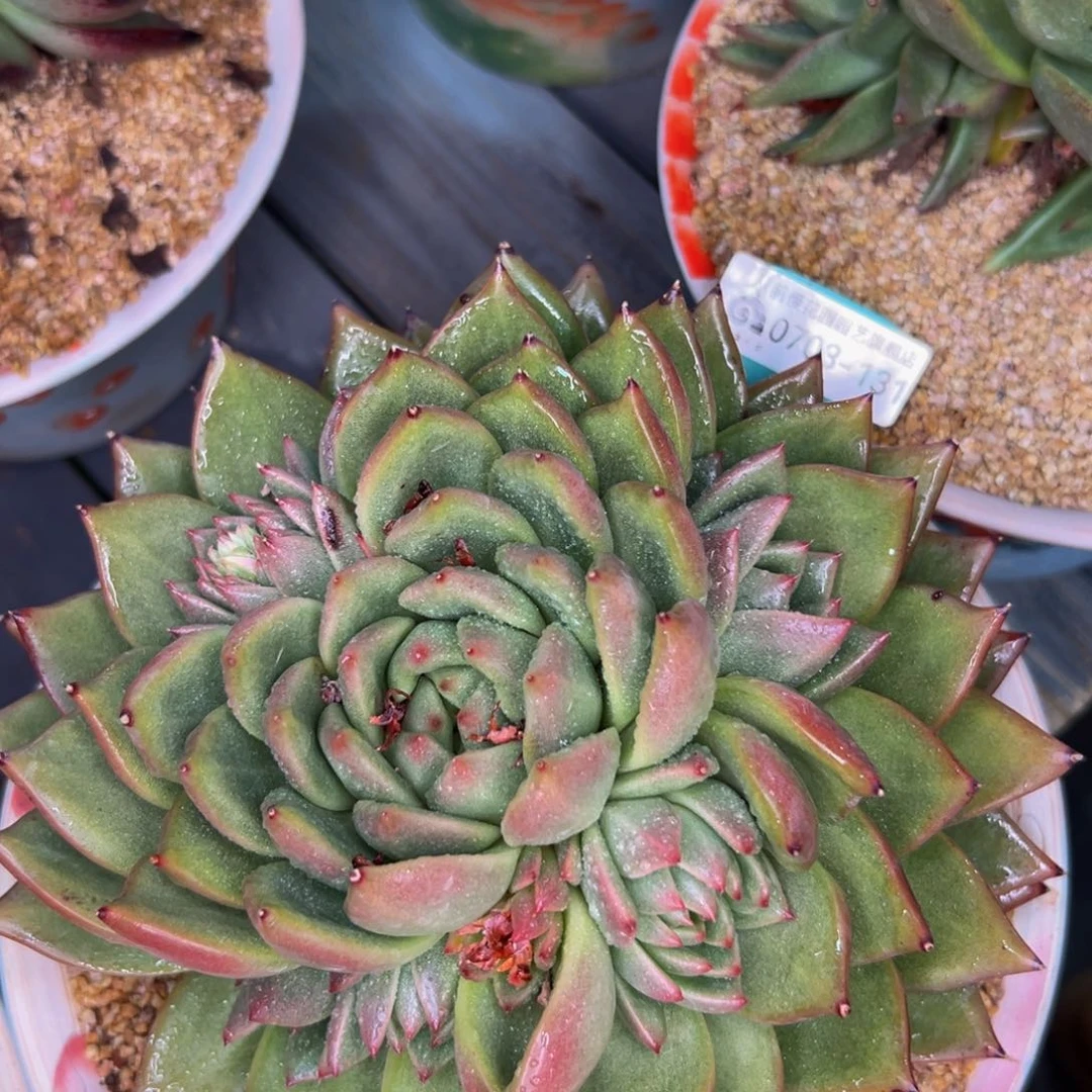 欢**2多肉一物一拍0703-131用卷