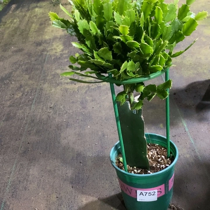 当前无花栽培后可以开花如*2752嫁接050