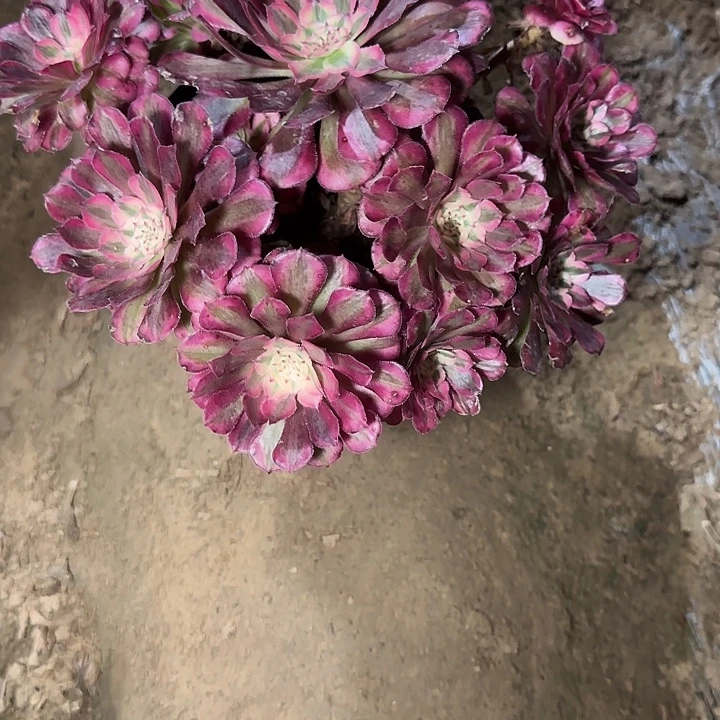 6851红铜的多肉植物