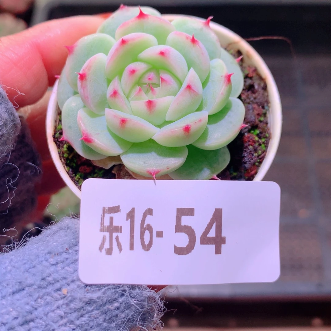 乐然16-54 新品单头